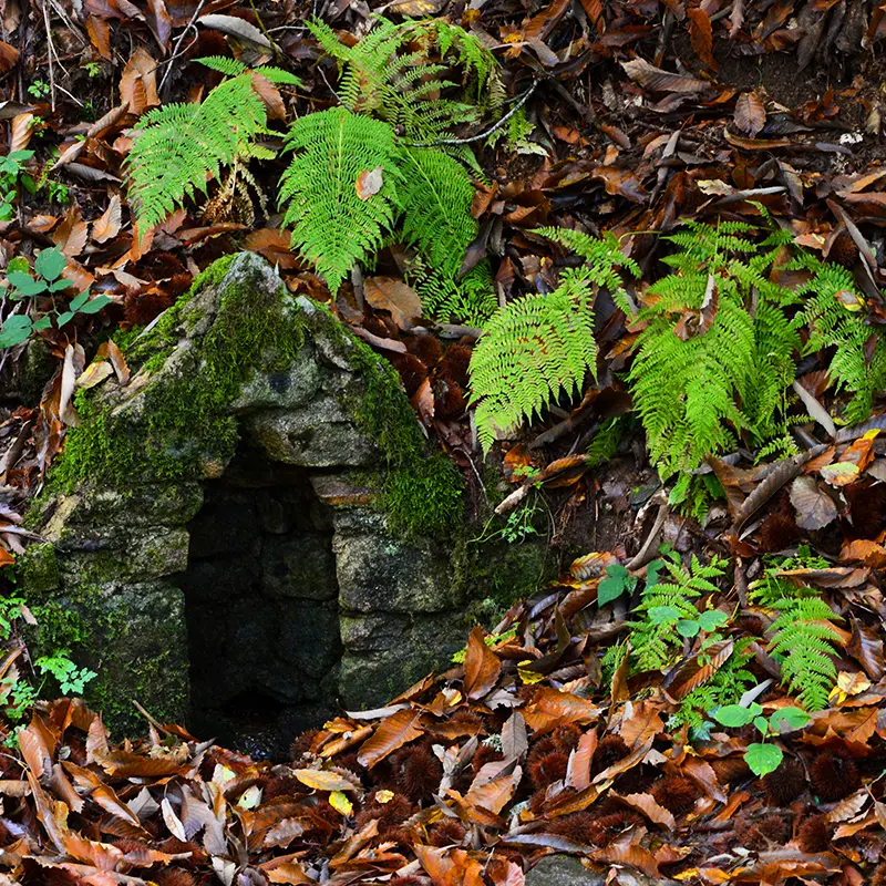 Bonnes Fontaines de Courbefy