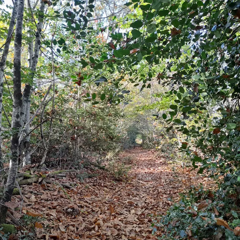 Sentier de randonnée running et VTT du Bois de Lifarnet à Saint-Léonard de Noblat