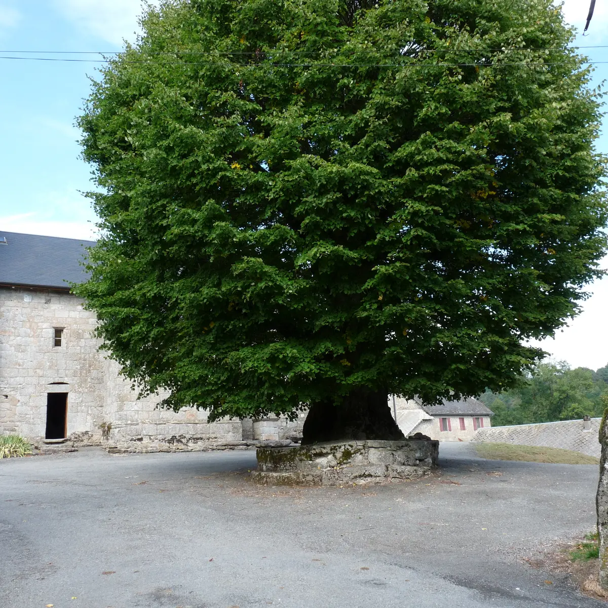 Tilleuil de Sully - Bonnefond© N. jumelle