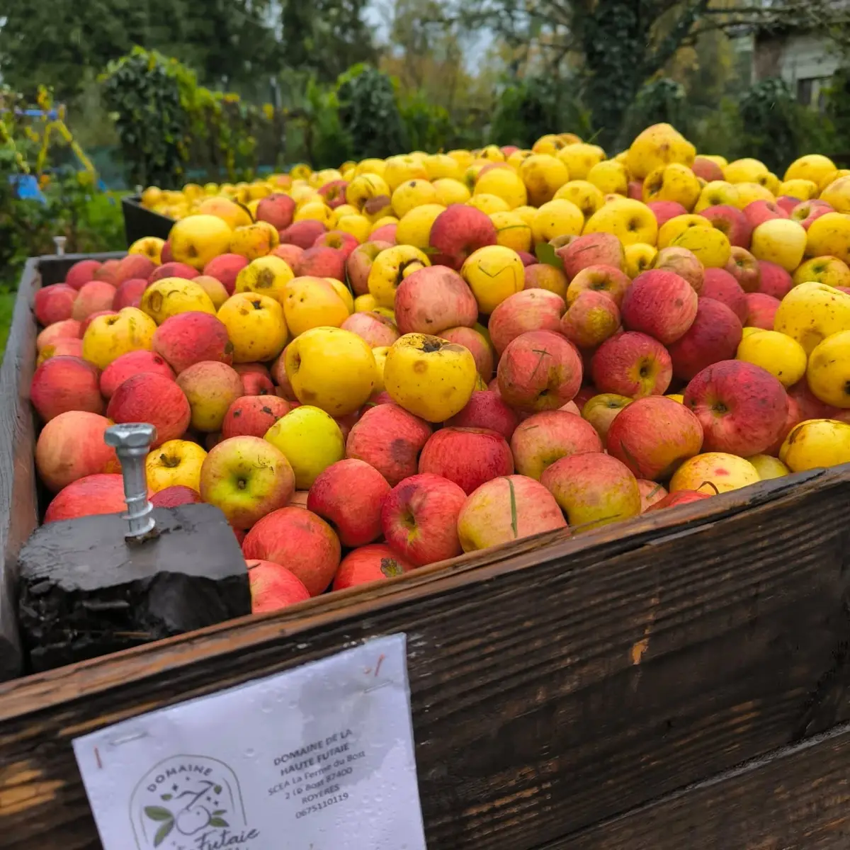 Variétés de pommes anciennes au Domaine de la Haute Futaie