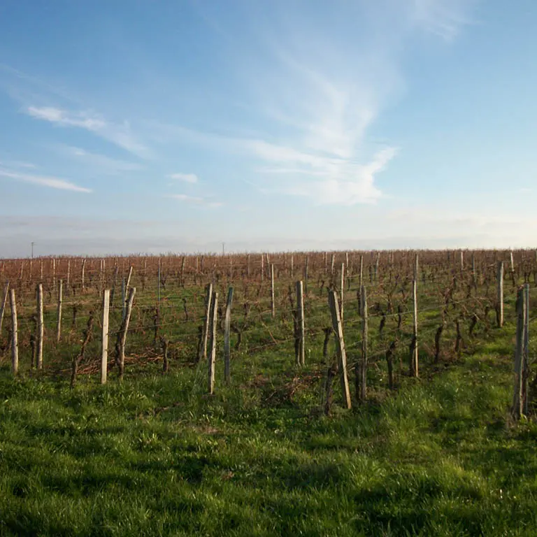 Vignobles