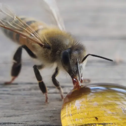 abeille1