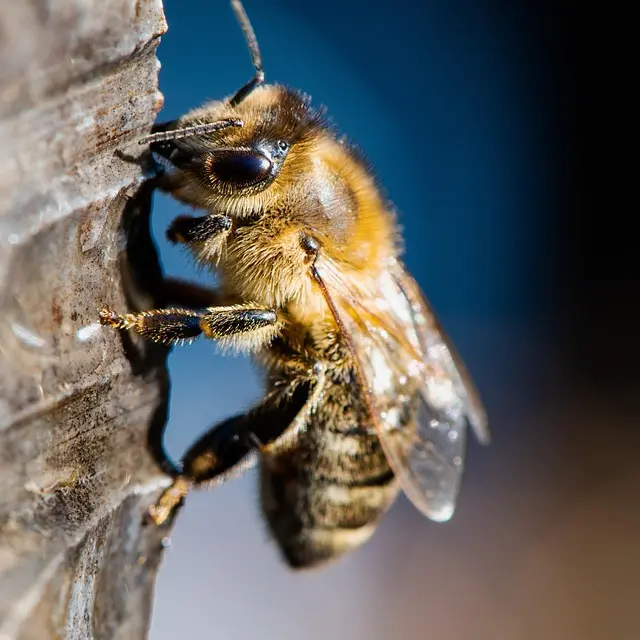 abeille2