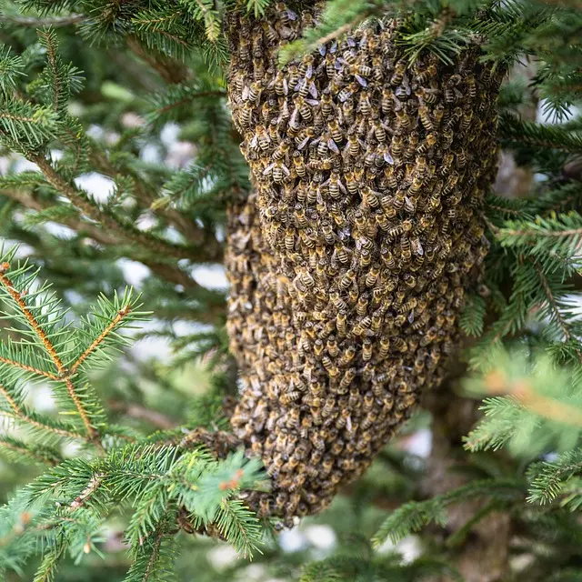 abeille3