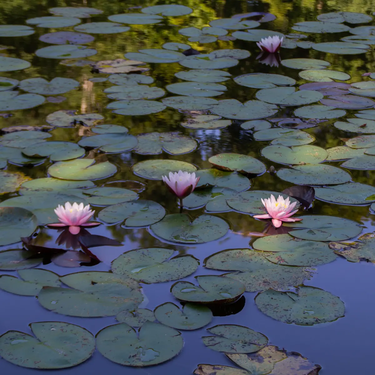 arboretum al gaulhia ©chatemiche