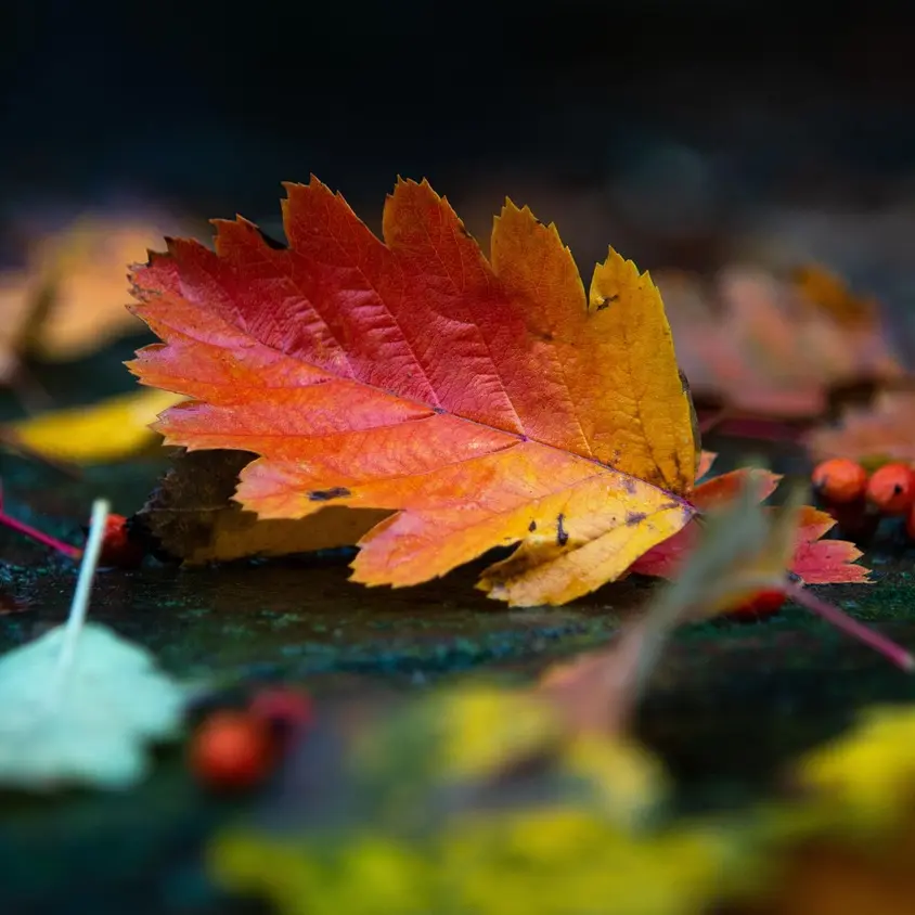 autumn-5