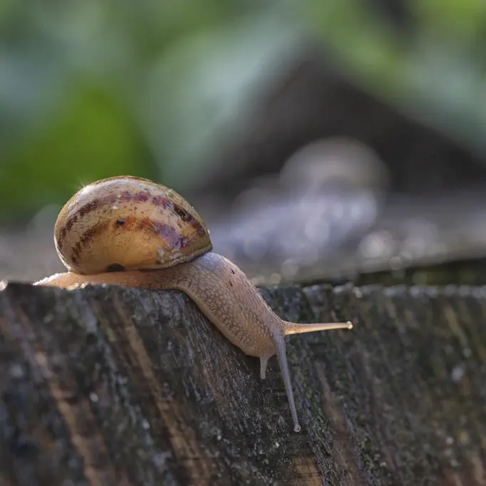 Visite commentée élevage d'escargots bio