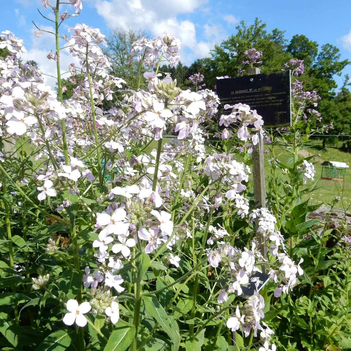 callune_jardin_des_simples