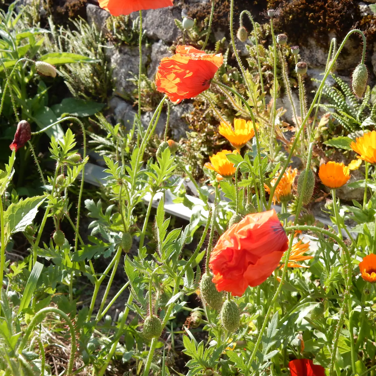 callune_jardin_simples