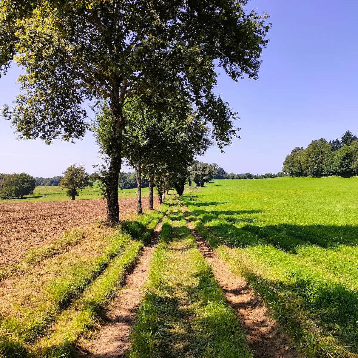 chemin