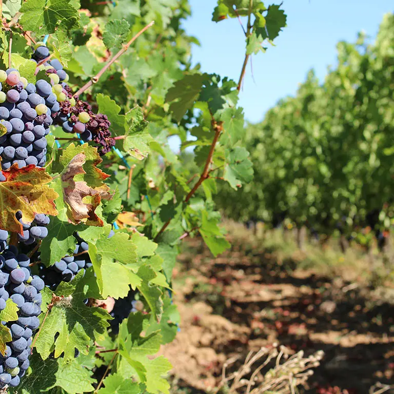 conne_vignes
