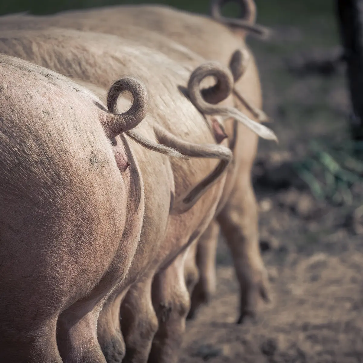 cochons-19