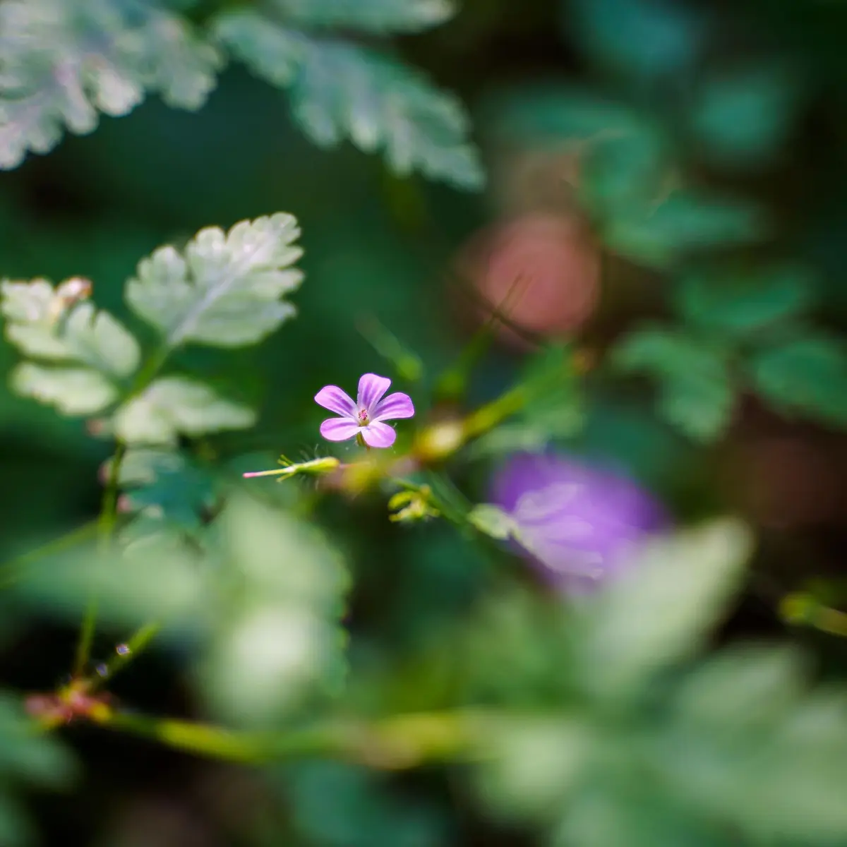 csm_domaine-Ligoure-10-min_1568b3a95d