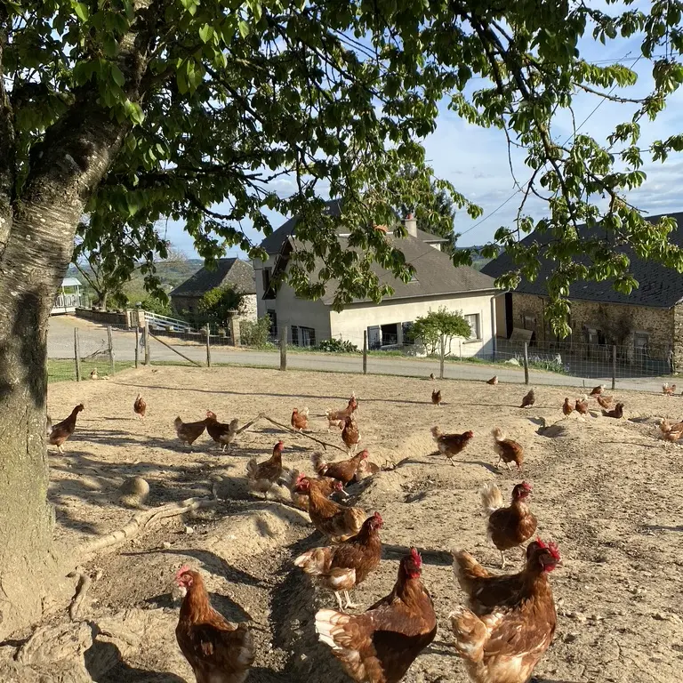 du nid à l'assiette 1