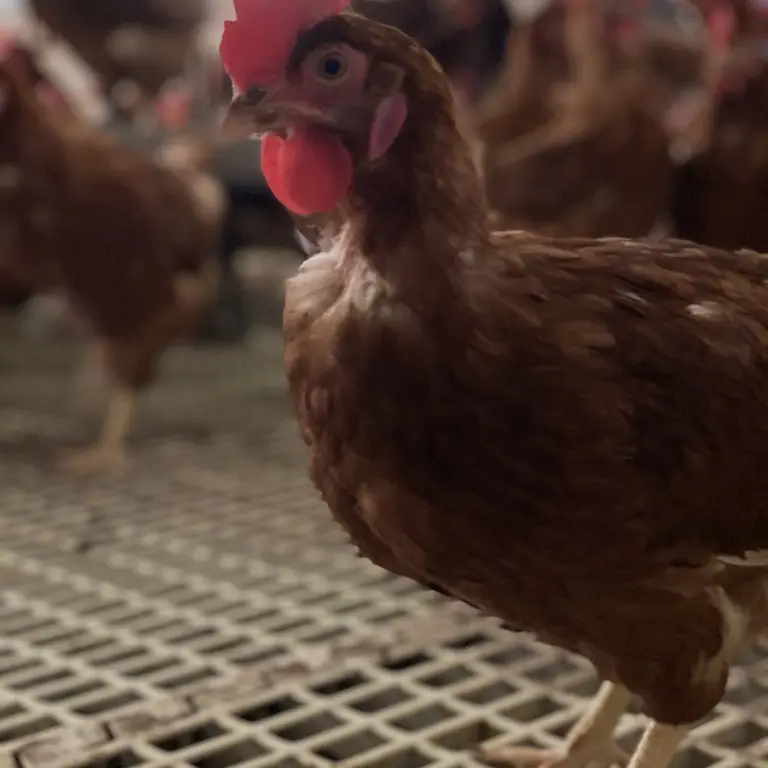 du nid à l'assiette 2