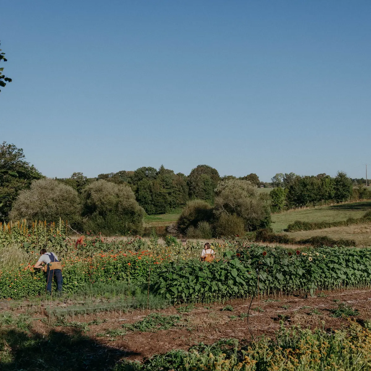 ferme florale_cueillette3
