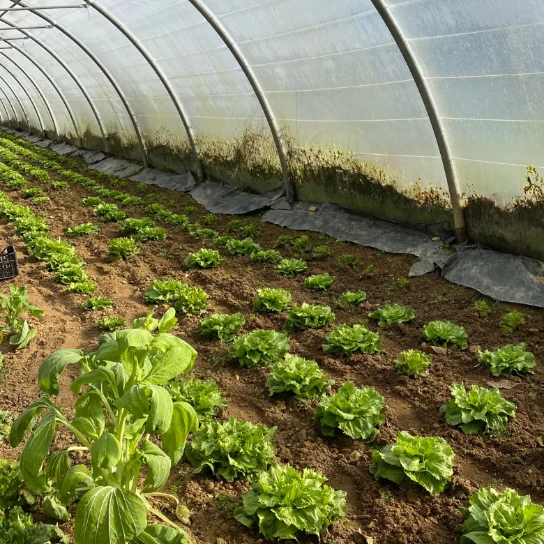 Ferme Le Petit Haricot - Vayres