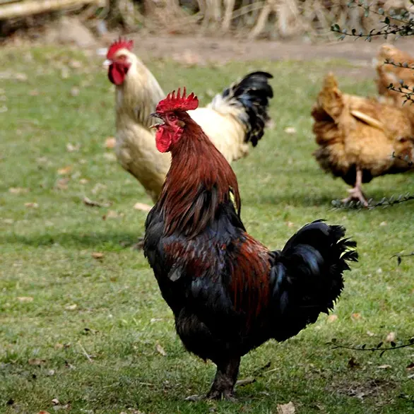 fermebesse Coq