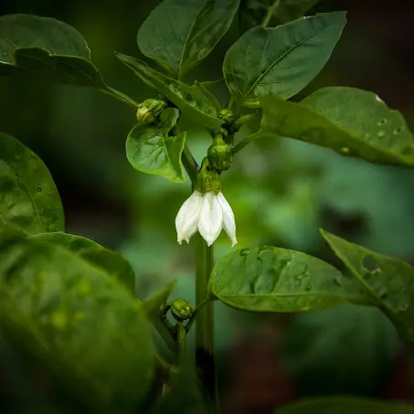 fermedelancien2