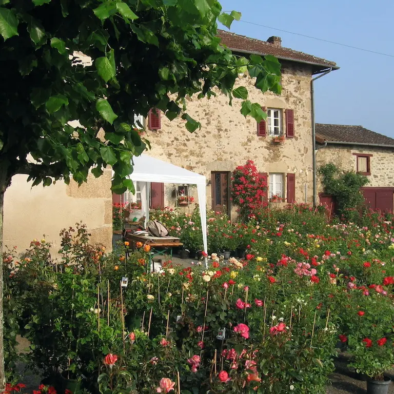 fête rose 1 crédit mairie st yrieix sous aixe