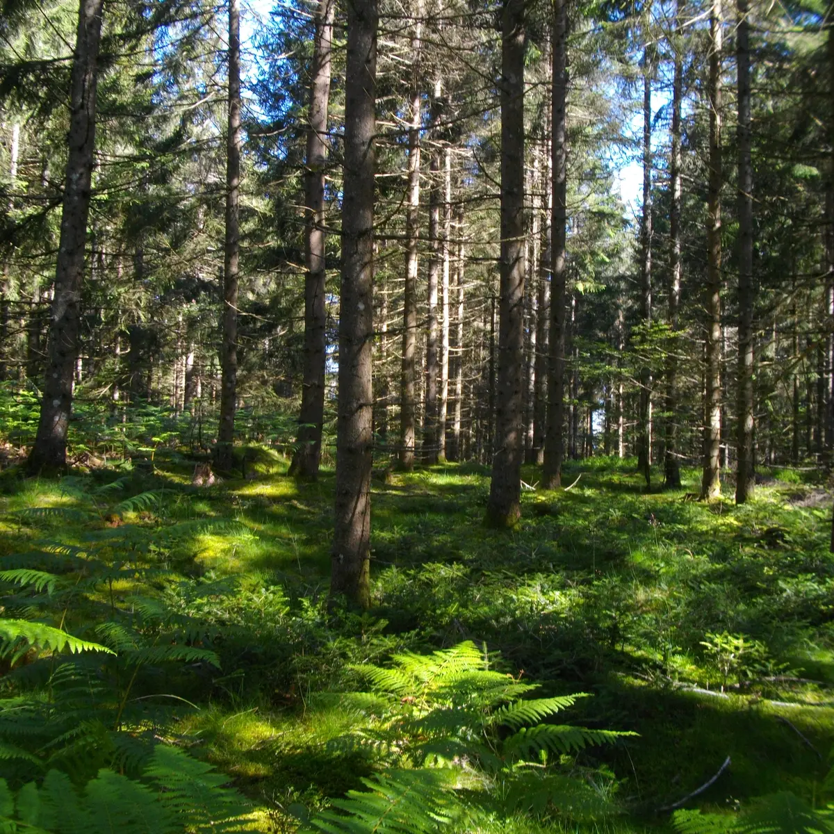 foret