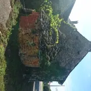 fourboucledesorchidéesAA