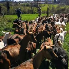 fromagerie-de-la-ribiere3