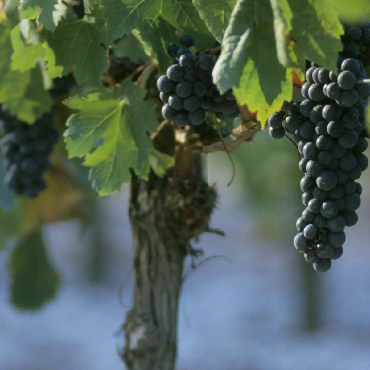 grappe raisin