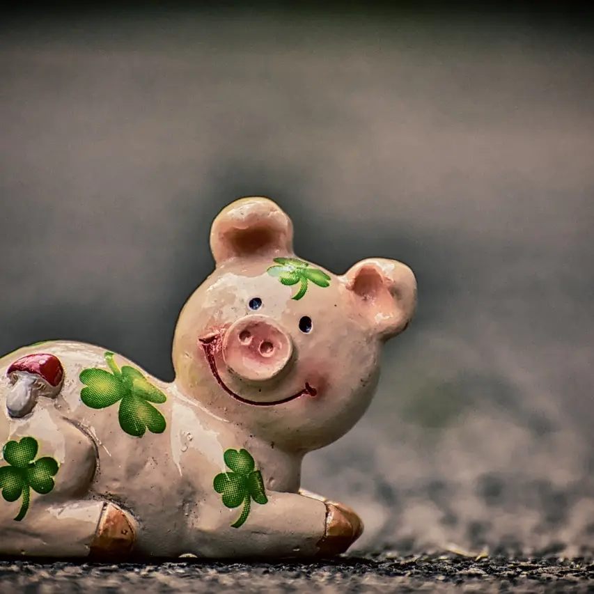image cochon