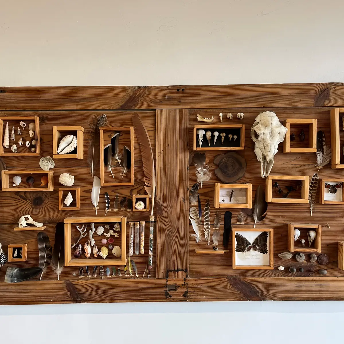 Cabinet de curiosités