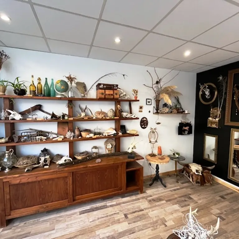 Cabinet de curiosités