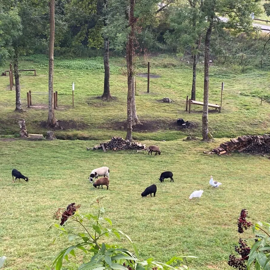 l'écopaturage des Fontanelles