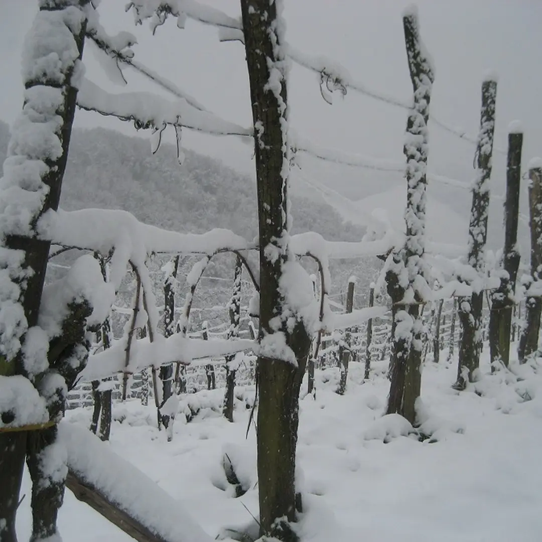 Clos Labrée - Chappelle de Rousse - sous la neige