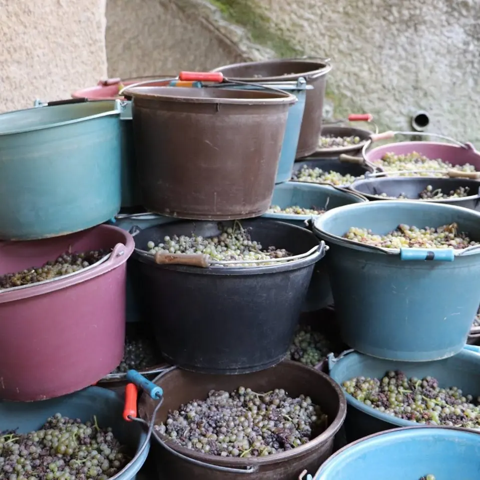 Clos Labrée - Chappelle de Rousse - vendanges