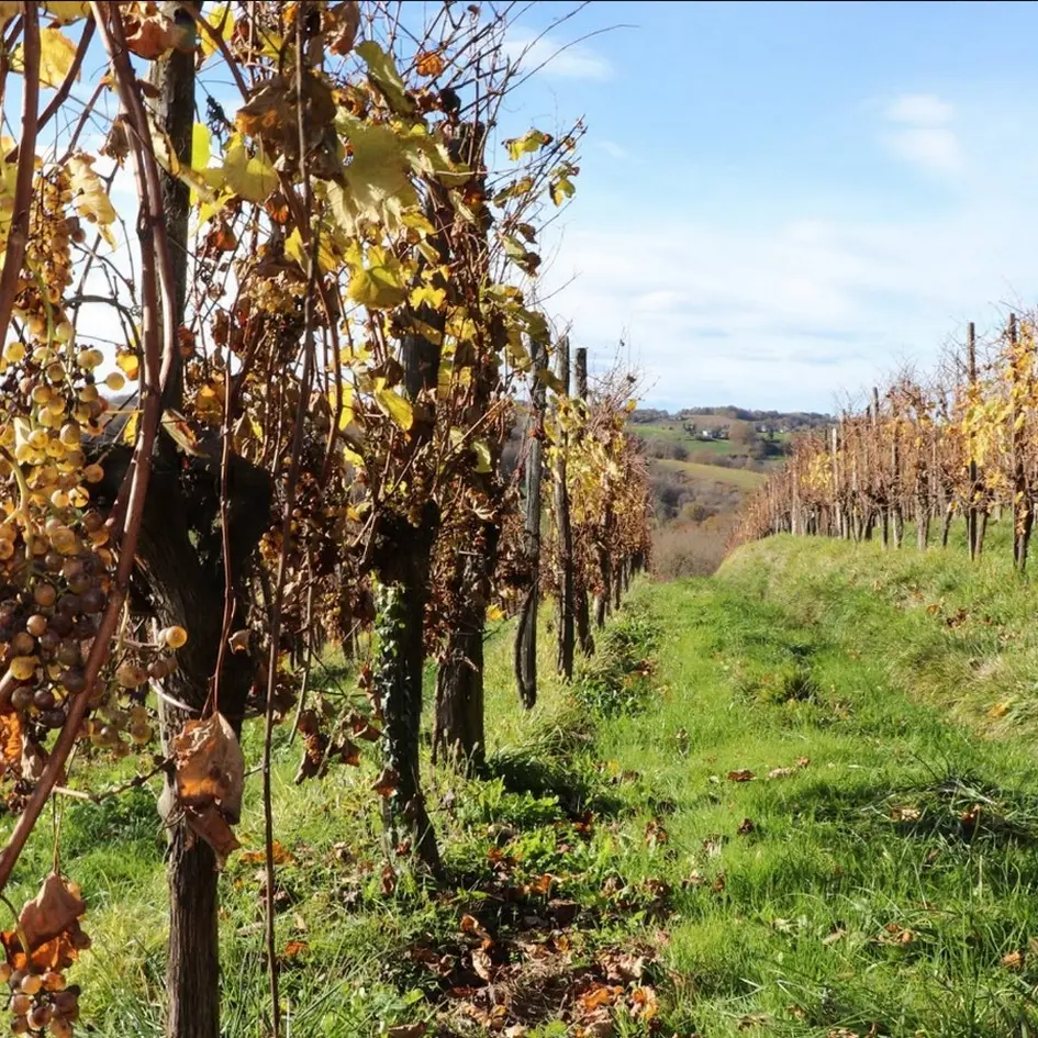 Clos Labrée - Chappelle de Rousse - la vigne