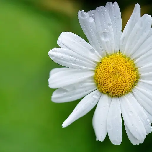 marguerite