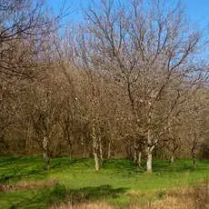noyeraiA