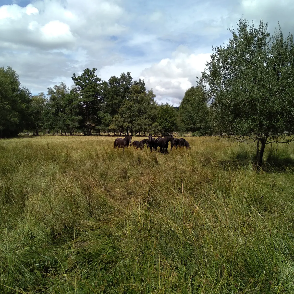 pré+chevaux