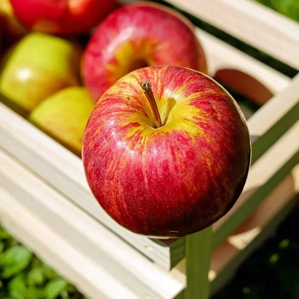 récolte de pommes