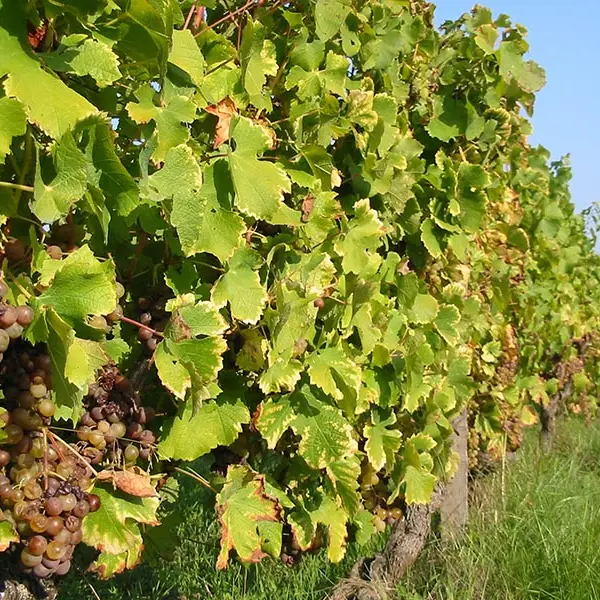 rouffignac-de-sigoules-vignes