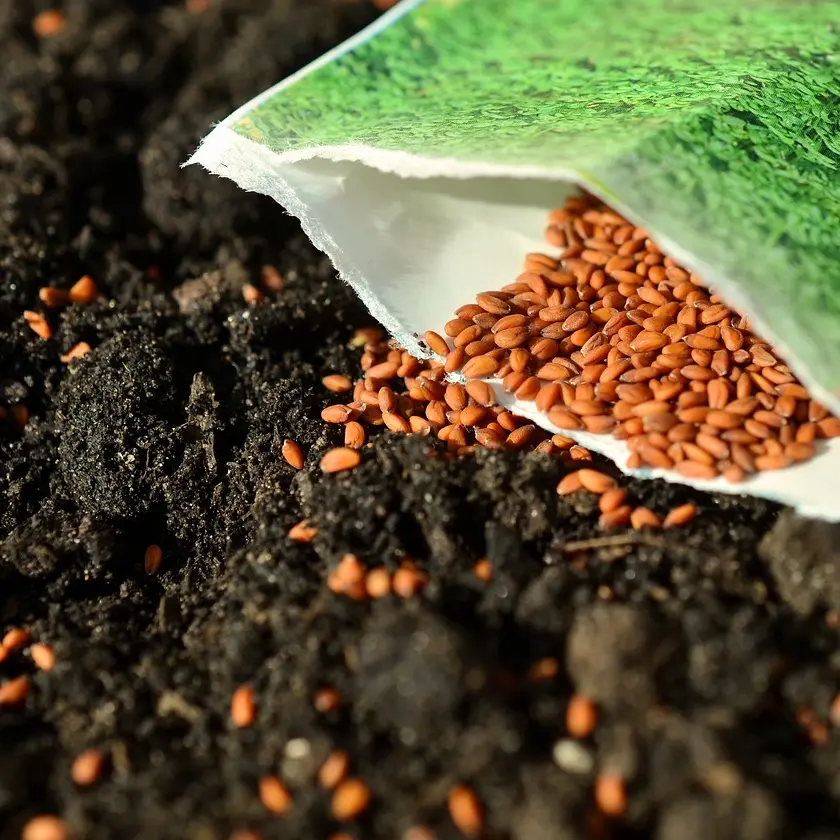 seeds (2)