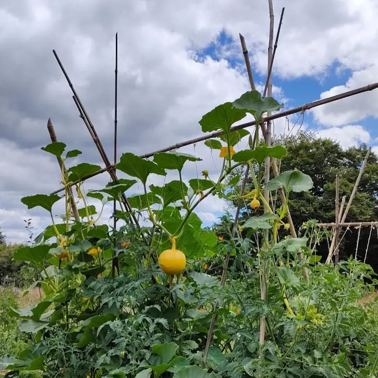Initiez vous à la permaculture