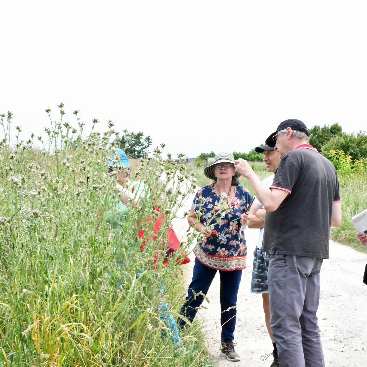 Sortie tandem flore & insecte