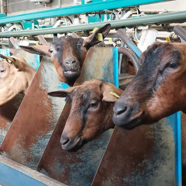 Chèvrerie de Villiersfaux