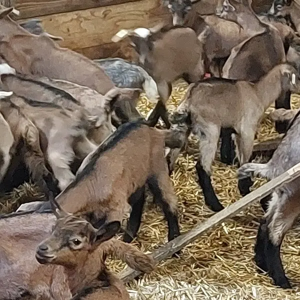 Chèvrerie de Villiersfaux