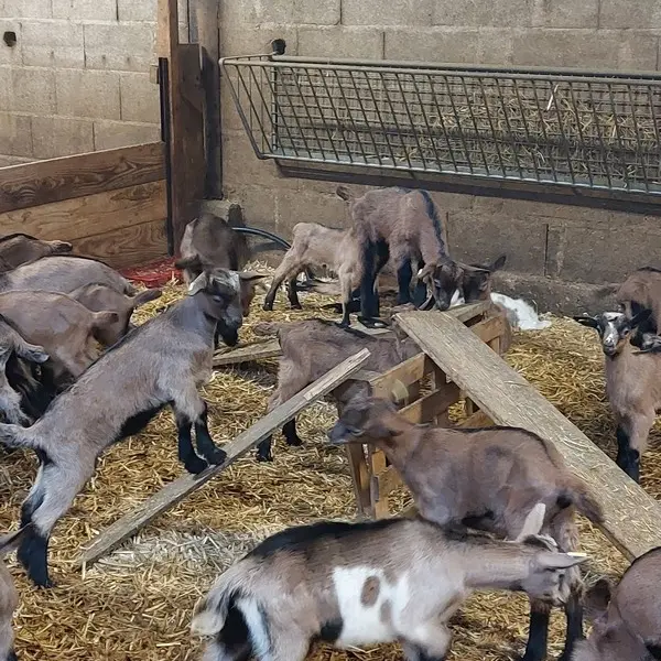 Chèvrerie de Villiersfaux