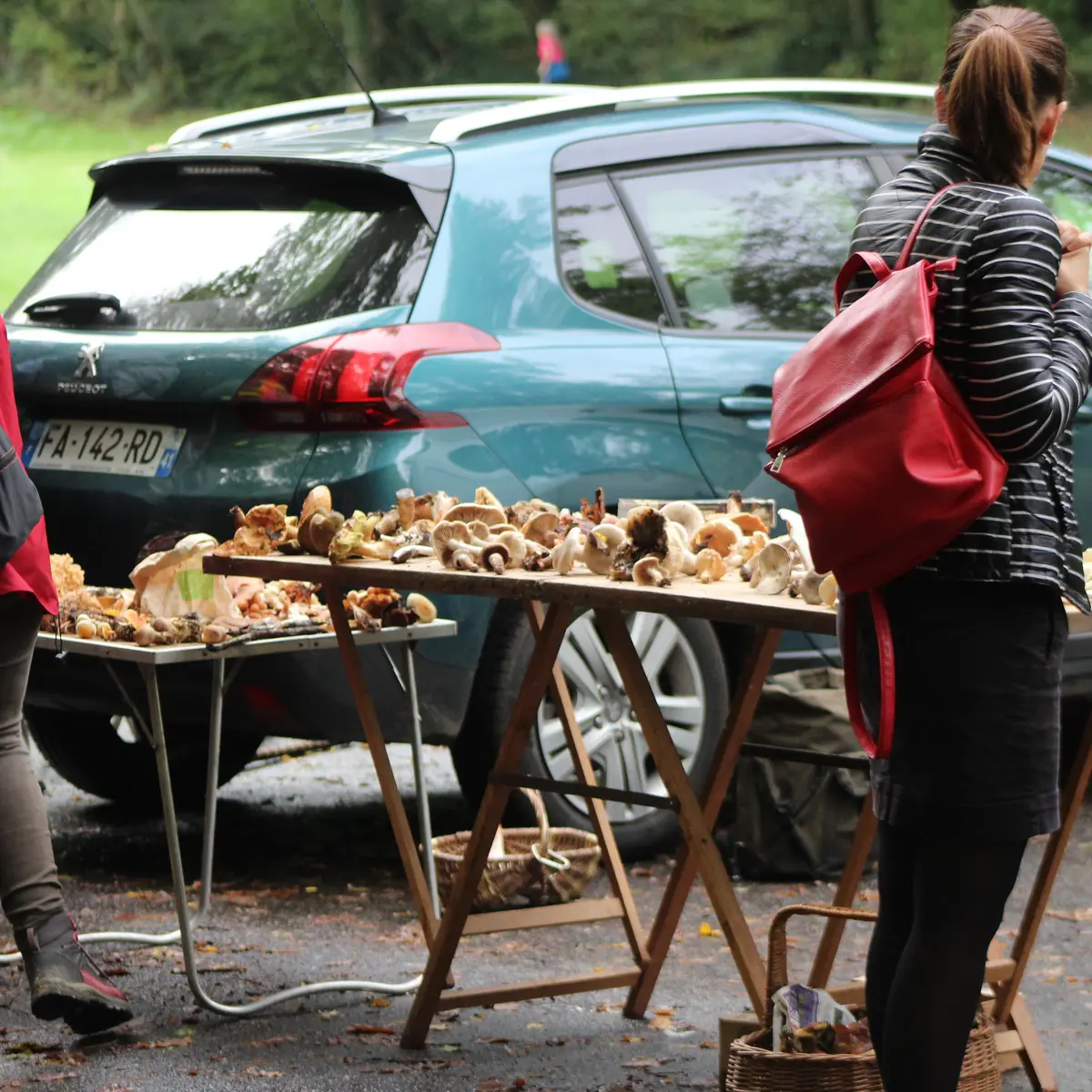 Sortie champignons