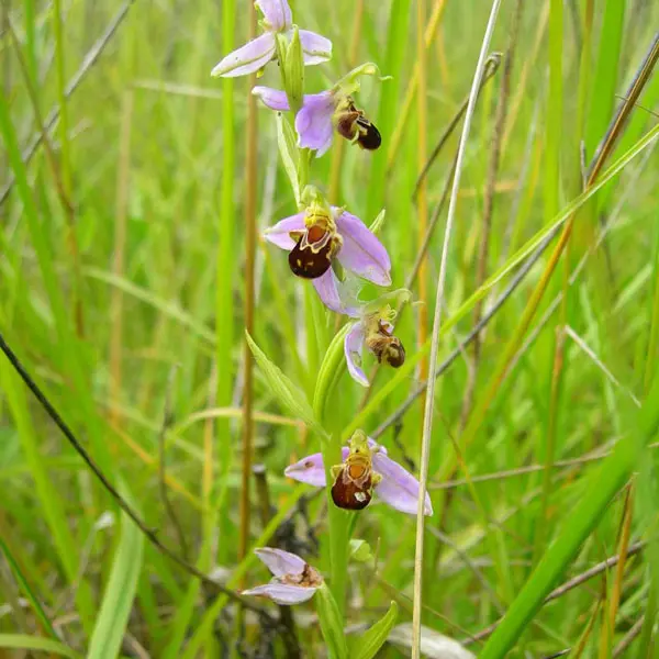 Les-Grouais-de-Chicheray©Dumas-CDPNE