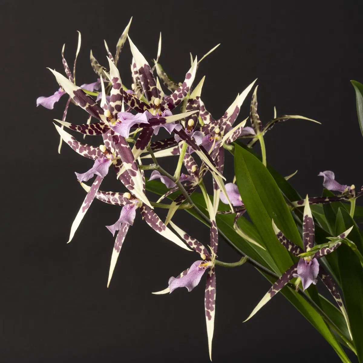 Miltassia Petit Pierre 002 Web