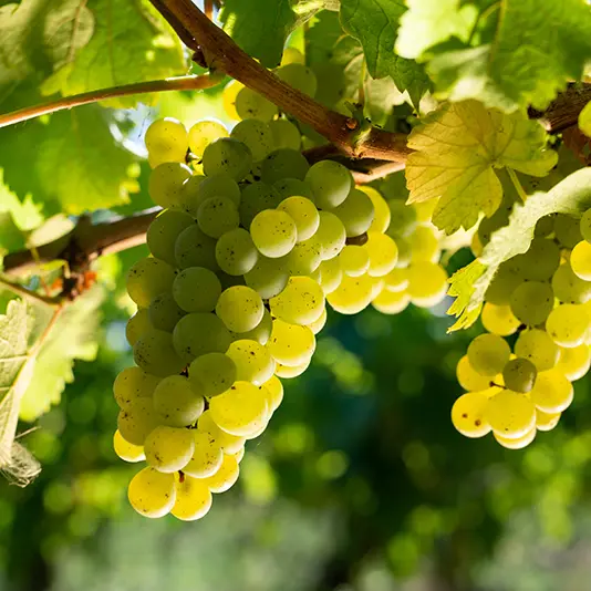 Photo - Domaine du Pré Baron